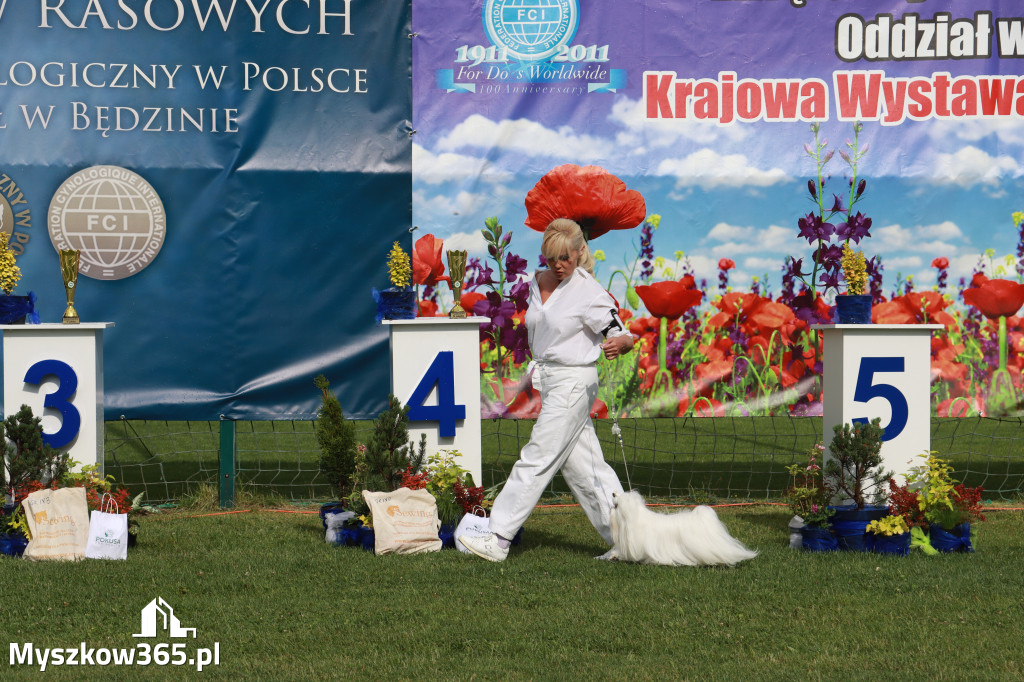 Fotorelacja II: Krajowa Wystawa Psów Rasowych w Gniazdowie Gmina Koziegłowy