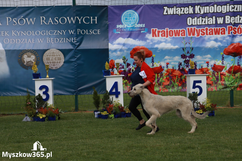 Fotorelacja II: Krajowa Wystawa Psów Rasowych w Gniazdowie Gmina Koziegłowy