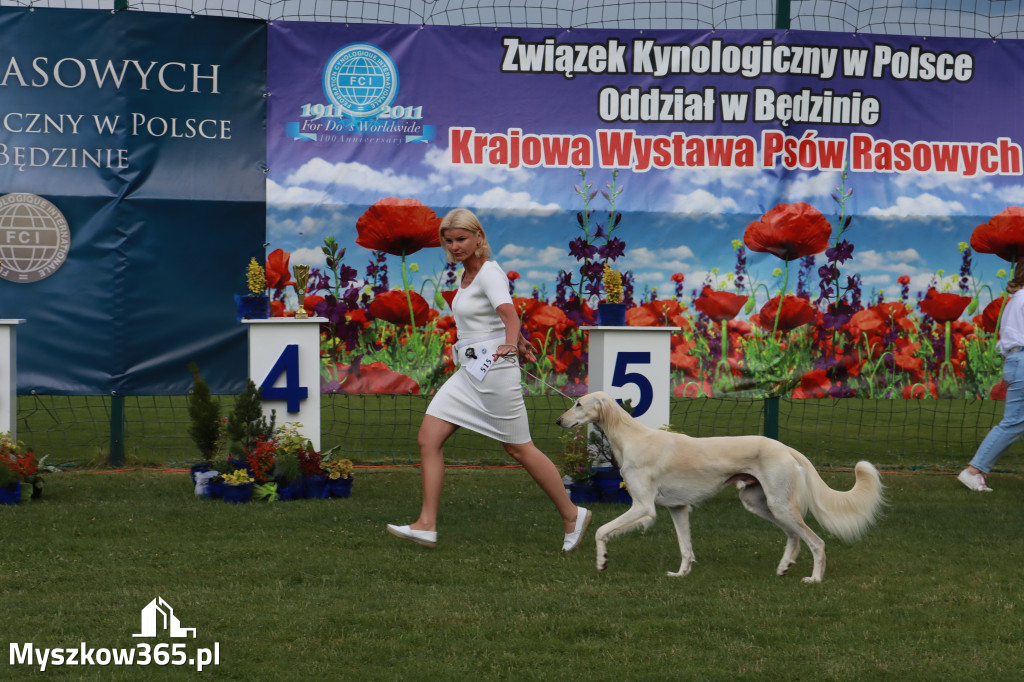 Fotorelacja II: Krajowa Wystawa Psów Rasowych w Gniazdowie Gmina Koziegłowy