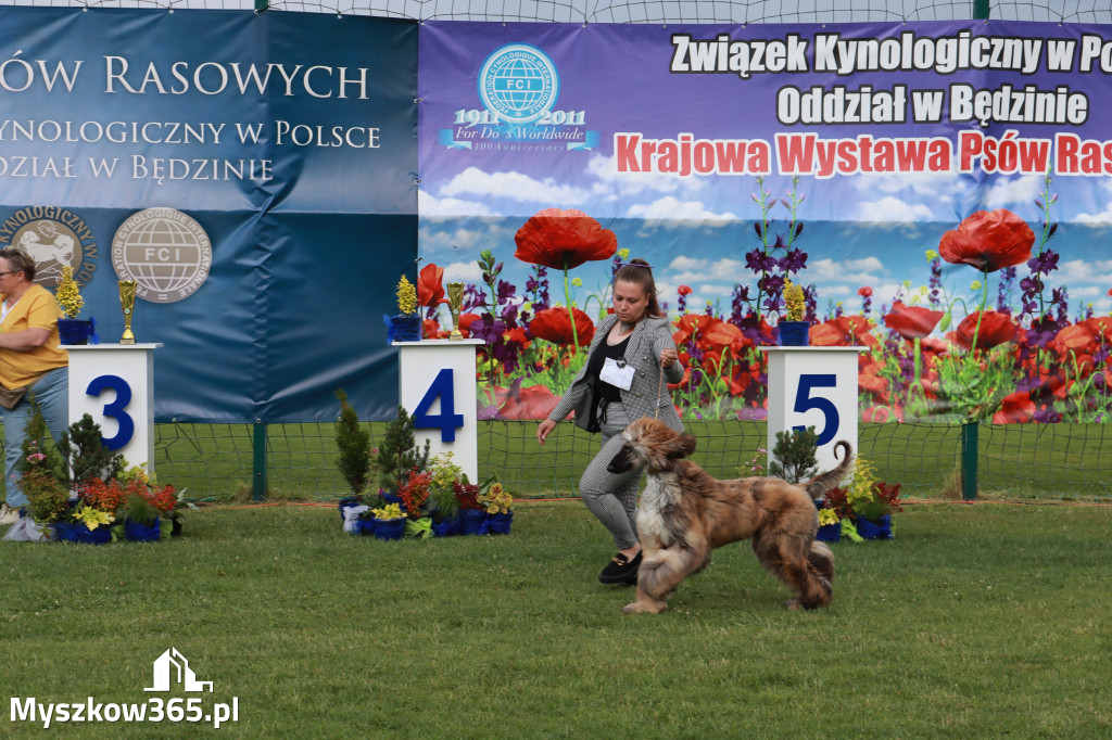 Fotorelacja II: Krajowa Wystawa Psów Rasowych w Gniazdowie Gmina Koziegłowy