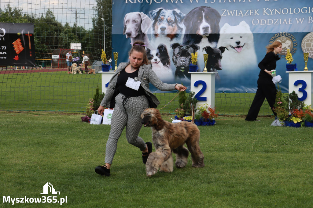 Fotorelacja II: Krajowa Wystawa Psów Rasowych w Gniazdowie Gmina Koziegłowy