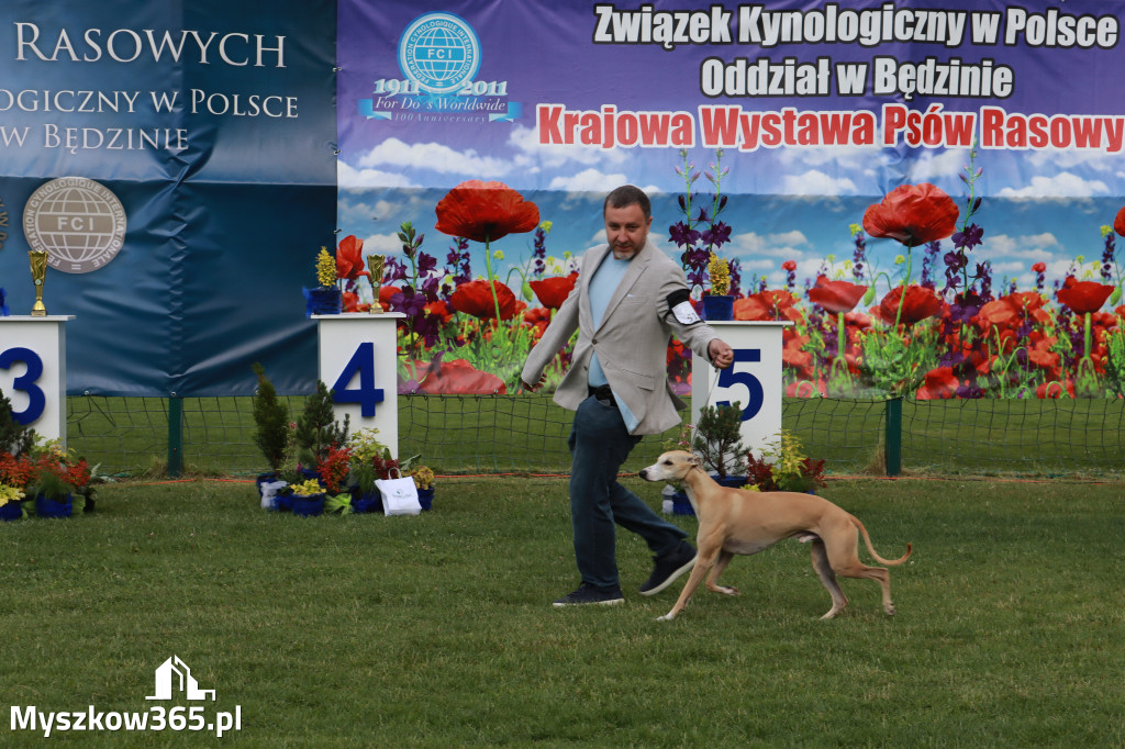 Fotorelacja II: Krajowa Wystawa Psów Rasowych w Gniazdowie Gmina Koziegłowy