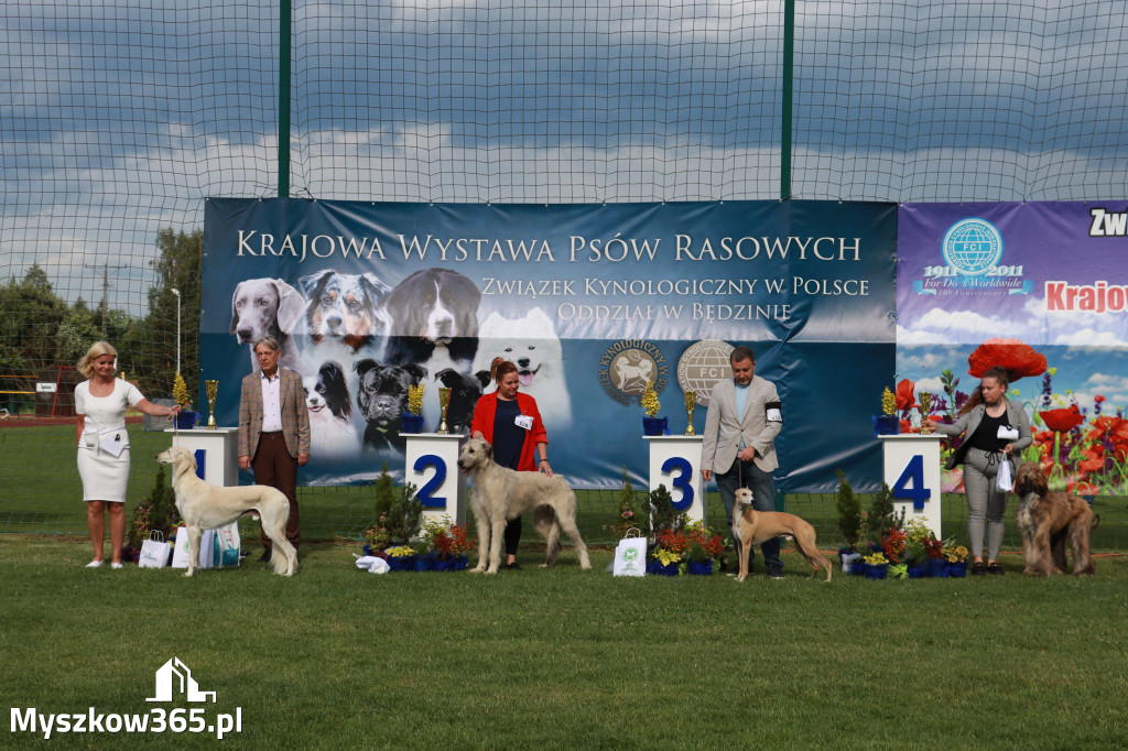 Fotorelacja II: Krajowa Wystawa Psów Rasowych w Gniazdowie Gmina Koziegłowy
