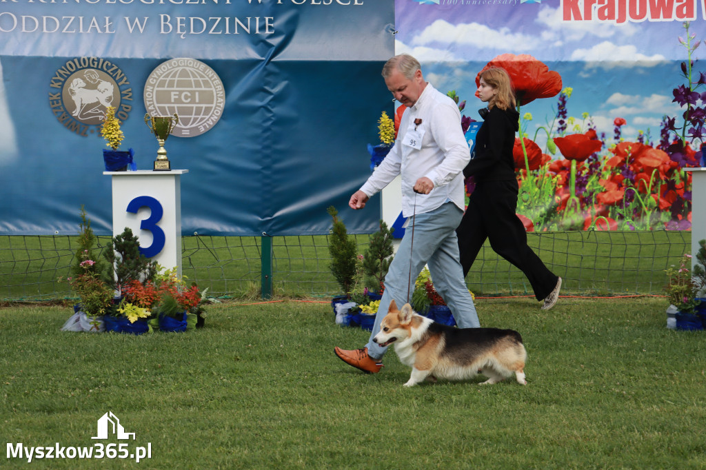 Fotorelacja II: Krajowa Wystawa Psów Rasowych w Gniazdowie Gmina Koziegłowy