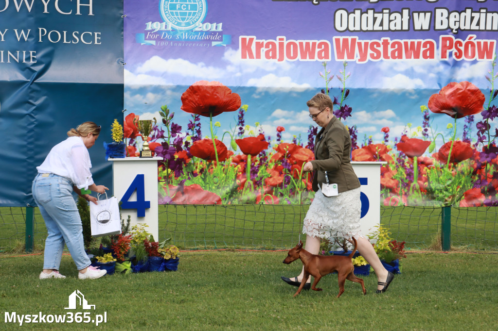 Fotorelacja II: Krajowa Wystawa Psów Rasowych w Gniazdowie Gmina Koziegłowy