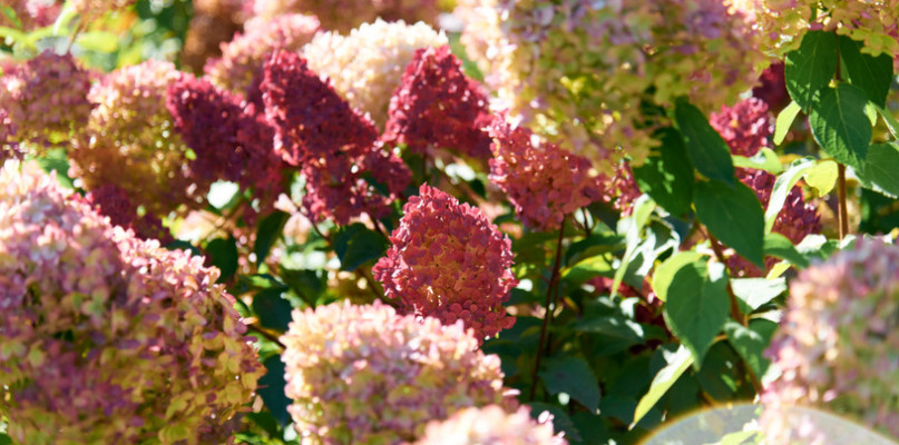 ROZMNAŻANIE HORTENSJI BUKIETOWEJ JESIENIĄ