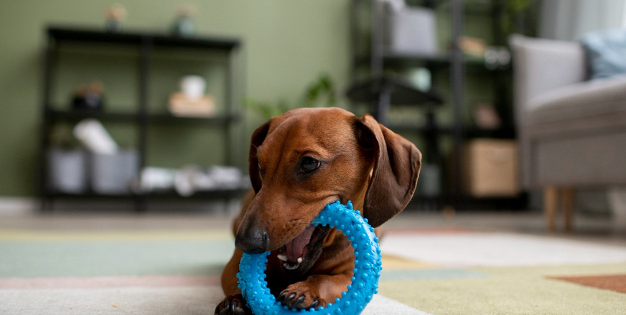 Najlepsze zabawki dla psa – TOP 5 polecanych zabawek!