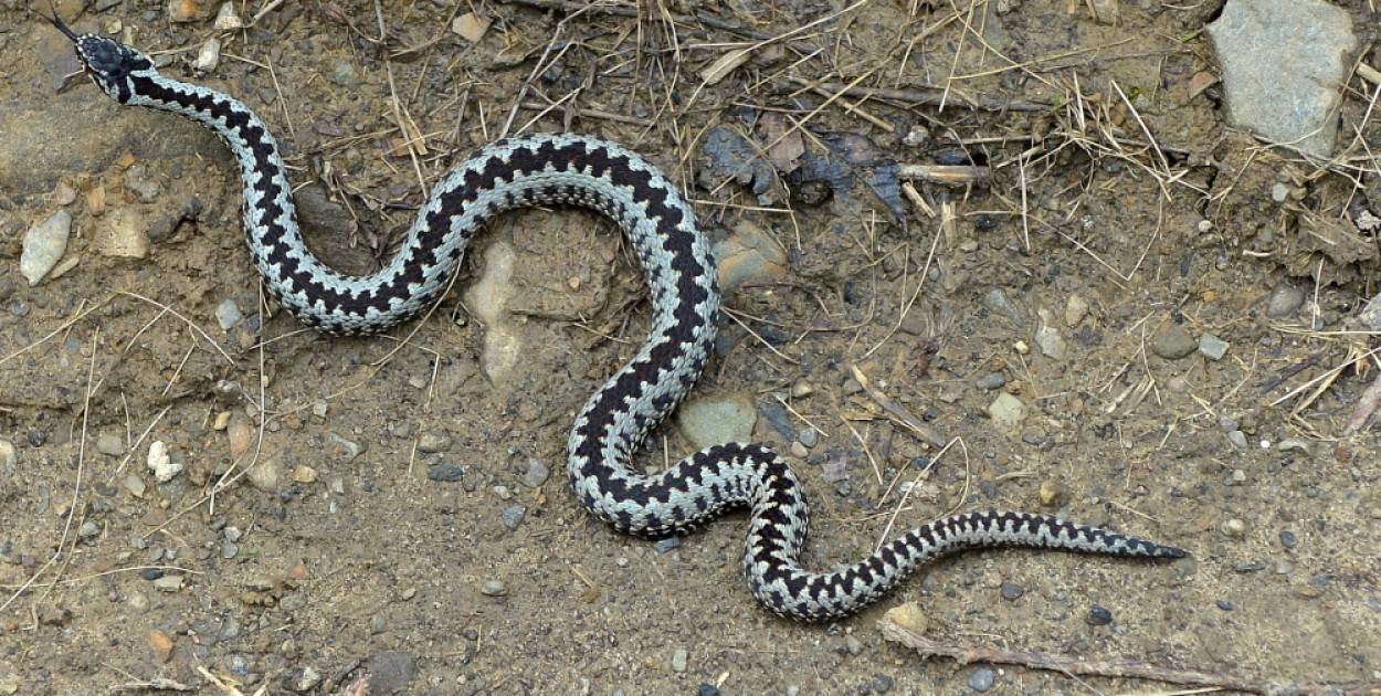 W lasach Podkarpacia na przełomie kwietnia i maja częściej można spotkać żmije
