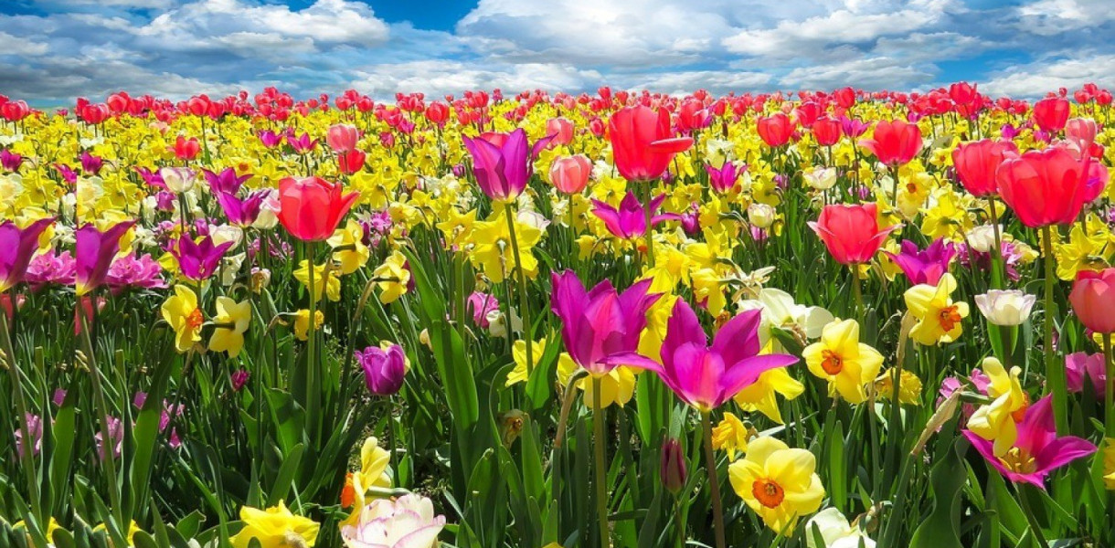 Jesienne sadzenie wiosennych kwiatów - 10 praktycznych wskazówek