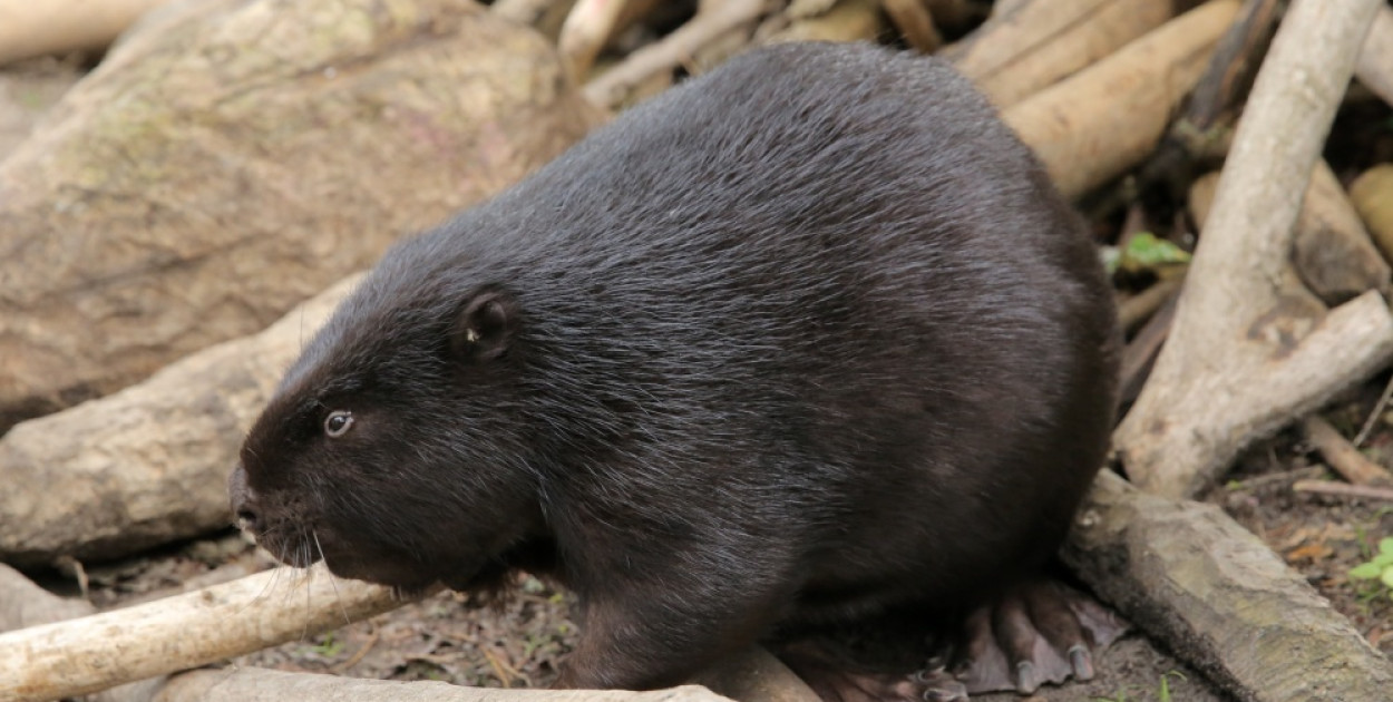PAP