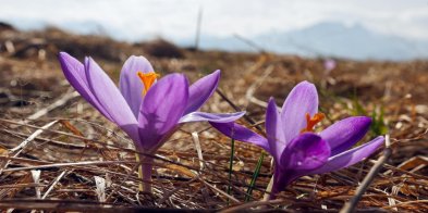 W Tatrach rozpoczął się sezon kwitnienia krokusów-28792