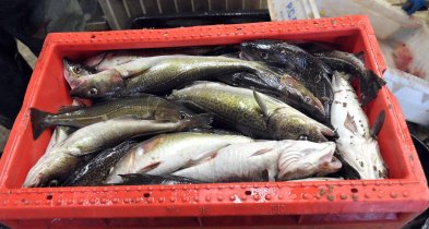 Europarlament przyjął przepisy, które uderzą w polskie przetwórstwo rybne-29629