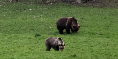 Wiosną turyści w Bieszczadach powinni uważać na niedźwiedzie-30404