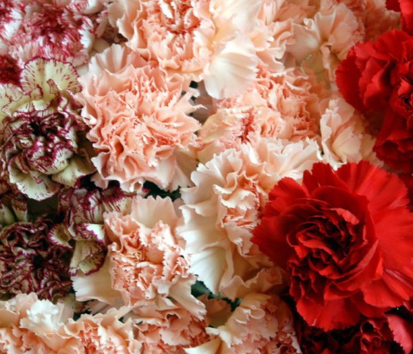 Wiele kwiatów, które są dostępne w kwiaciarniach może znaleźć się na talerzu-30416