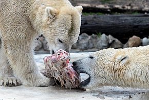 Stołeczne niedźwiedzie polarne wyjeżdżają do Czech-31057