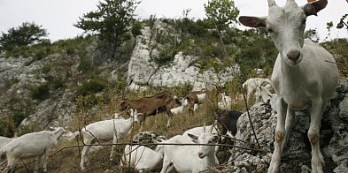 Kozy i owce jako &quot;ekologiczne kosiarki&quot; w Jurajskich Parkach Krajobrazow-33183