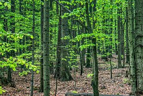 MKiŚ: do końca roku zostaną wyznaczone pierwsze tzw. lasy społeczne i lasy cenne p-33739