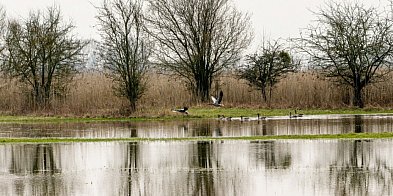 Światowy Dzień Mokradeł w Parku Narodowym „Ujście Warty”-44171