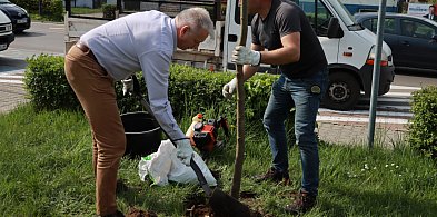 Myszków coraz bardziej zielony – wspólne sadzenie drzew-49623