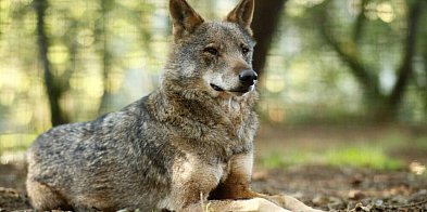 Ekspertki: deklaracje rządu ws. utrzymania ścisłej ochrony wilka w Polsce to za ma-50014