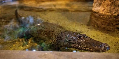 Płock: 95 lat kończy aligatorzyca Marta, najstarsze zwierzę w ogrodach zoologiczny-50612