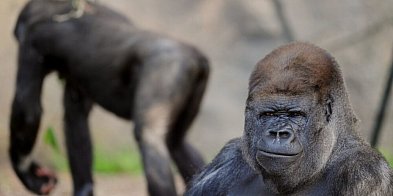 Warszawa: do zoo z Niderlandów przyjechały dwie samice goryla-51143