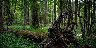 Badanie: większość Polaków ocenia, że w Puszczy Białowieskiej nie powinno się pozy-52587