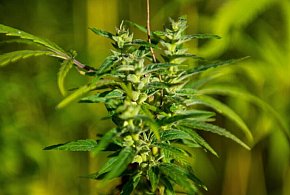 Naukowcy: marihuana najczęściej używaną substancją psychoaktywną po alkoholu, kofe-53068