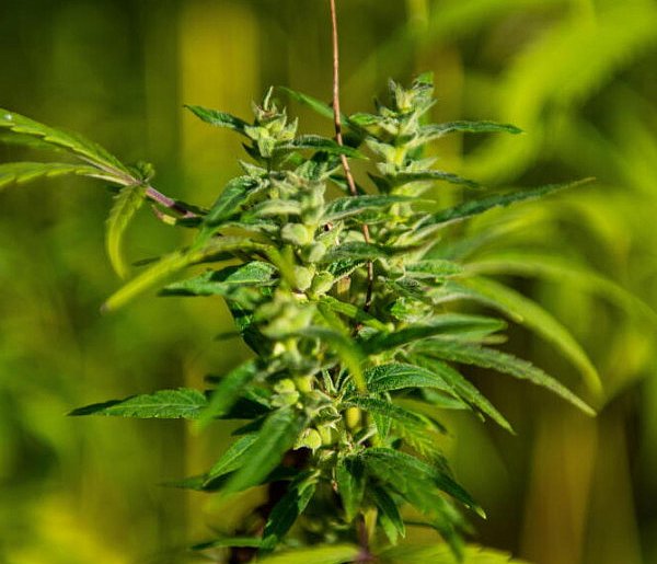 Naukowcy: marihuana najczęściej używaną substancją psychoaktywną po alkoholu, kofe-53068