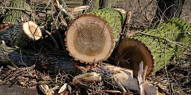 Botanik: strach przed przyrodą sprawia, że ją niszczymy; szybko tracimy bioróżnoro-53132