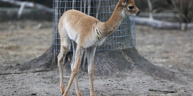 W stołecznym ogrodzie zoologicznym urodziła się wikunia, symbol Peru-54073