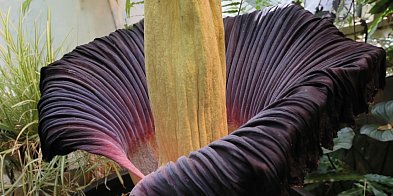 Warszawa: w ogrodzie botanicznym po raz drugi zakwitł najbardziej śmierdzący kwiat-54926