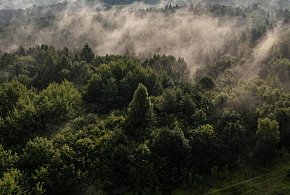 Europejskie lasy pochłaniają coraz mniej węgla-54983
