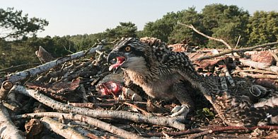 W tym sezonie lęgowym w woj. lubuskim na świat przyszło 15 rybołowów-55479