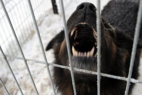 Ekspert: większość ataków psów to efekt błędów człowieka i braku kontroli nad zwie-58866