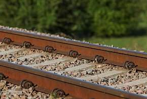 Tysiące drzew i krzewów zostanie posadzonych przy linii kolejowej Podłęże–Piekiełk-60515