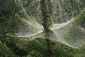 Kupujesz żywą choinkę na święta? Ten szczegół łatwo przeoczyć-61062