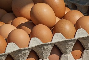 Salmonella wykryta w jajach! GIS wydał pilne ostrzeżenie-61276