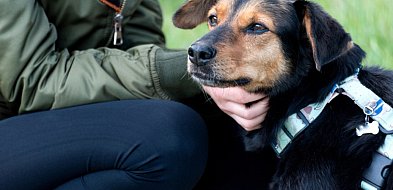 Zwierzęta zmieniają nasze życie na lepsze - Mars Polska wspiera programy adopcyjne-62184