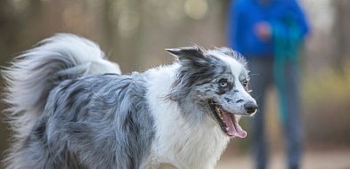Boom na podróże ze zwierzętami. Pies na wakacjach to już standard (MediaRoom)