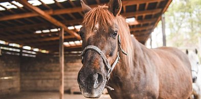 Jak wygląda mądra i skuteczna pomoc zwierzętom