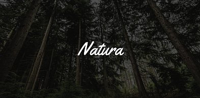 MKiŚ proponuje ścisłą ochronę dla pięciu gatunków ptaków