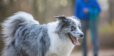 Boom na podróże ze zwierzętami. Pies na wakacjach to już standard (MediaRoom)
