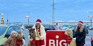 Spotkania z alpakami i świąteczne koncerty w BIG Myszków – magiczny grudzień-60924