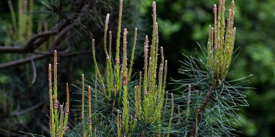 Z powodu zmiany klimatu i suszy zamierają drzewa iglaste w Arboretum w Rogowie-57265