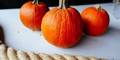 Dynia jesiennym przysmakiem i ulubioną zabawką mieszkańców zoo-59103