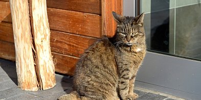 Koty zagrażają również owadom i pająkom-59908