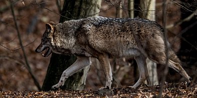 Ekspert: wilki na ludzki głos reagują silniejszym strachem niż na szczekanie psów-60022