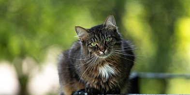 Kot domowy zadomowił się w Europie później niż dotąd sądzono-60350