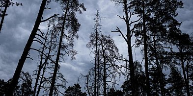 Leśnicy: z powodu korników za 10 lat może nie być świerków-60413